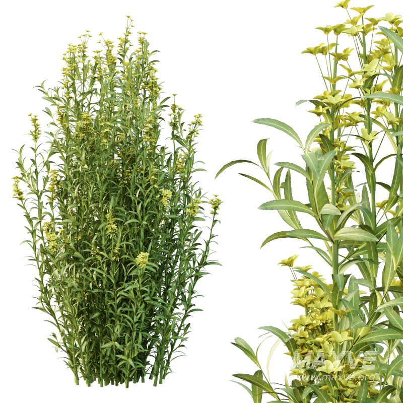 Euphorbia palustris Plant 01 - Image 4