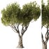 Olive Tree Set52 - Thumbnail 1