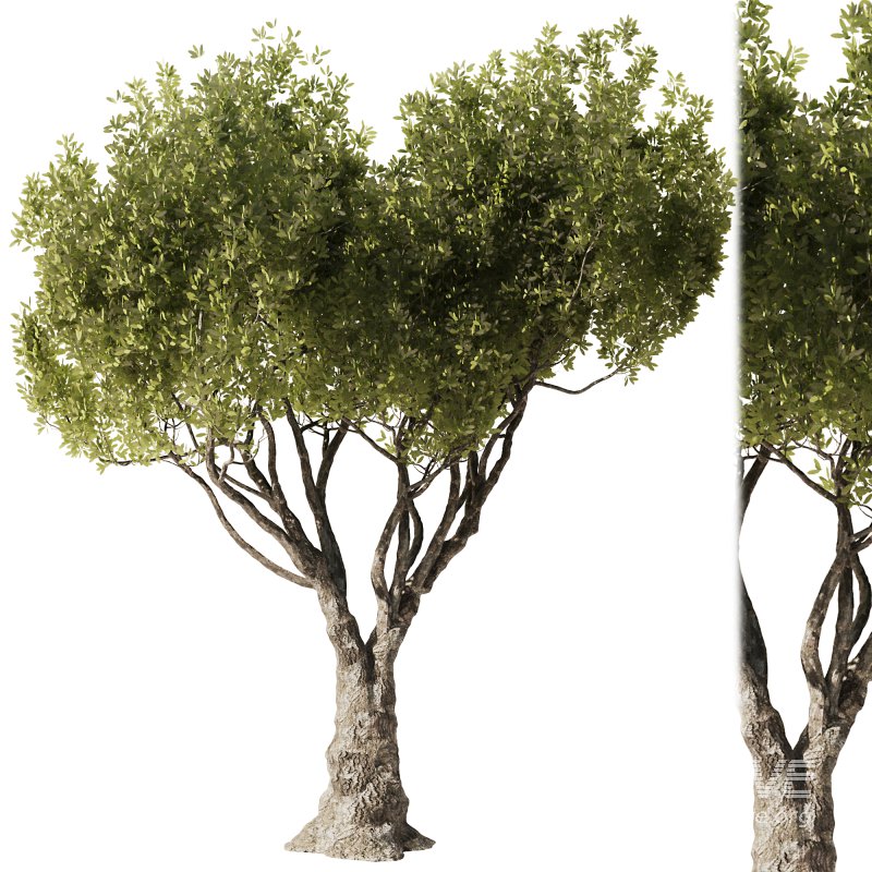 Olive Tree Set52 - Image 1