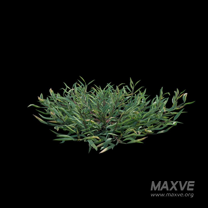 Eremochloa ophiuroides ¨C set 02 - Image 3