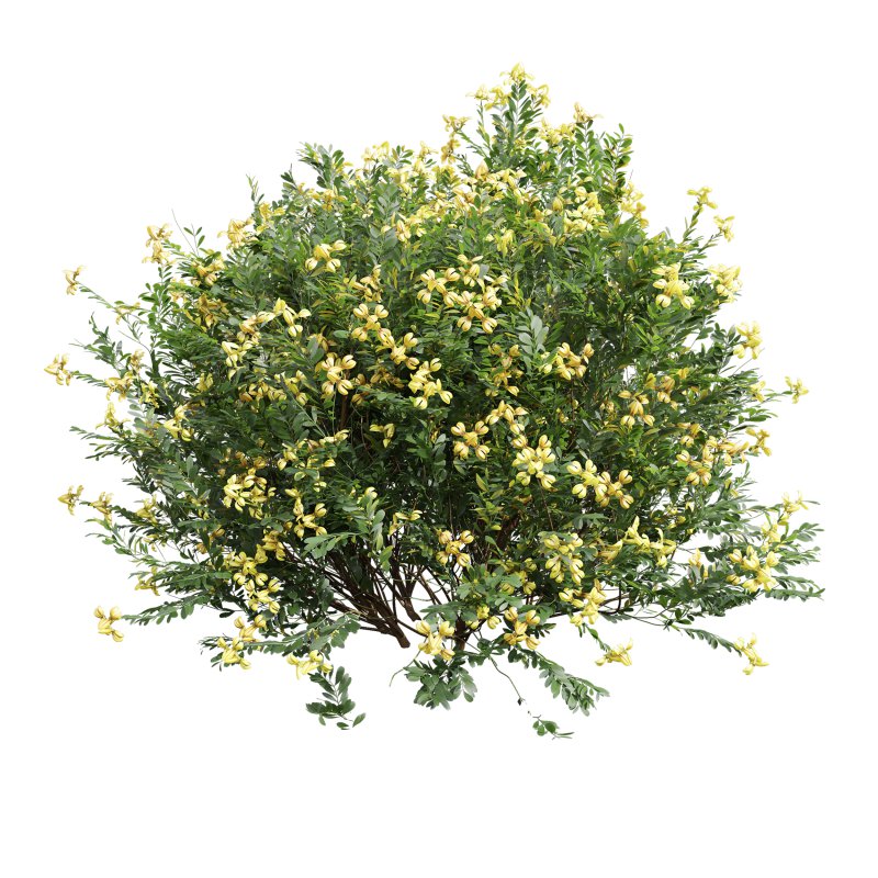 AV 5different bush Cistus Albidus Zistrose Flower White and Coronilla Valentina Glauca - Image 3