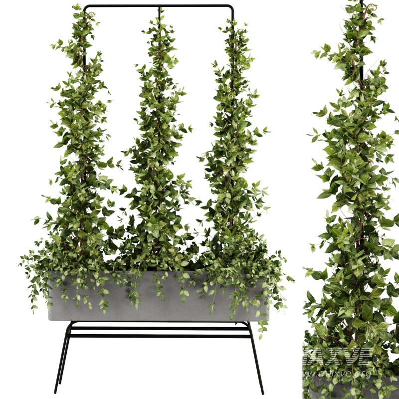 Outdoor Plants-Ivy Plant set38 - Image 4