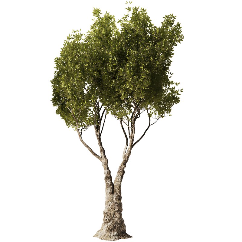 Olive Tree Set51 - Image 4