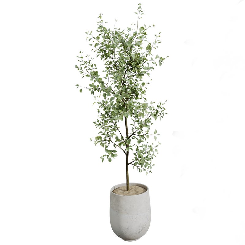 AV Indoor plants set 159 Europaea Olive Eucalyptu Joyplants and Spineless Yucca Aloifolia Rostrata Palm and Ravenala Banana Strelitzia - Image 3