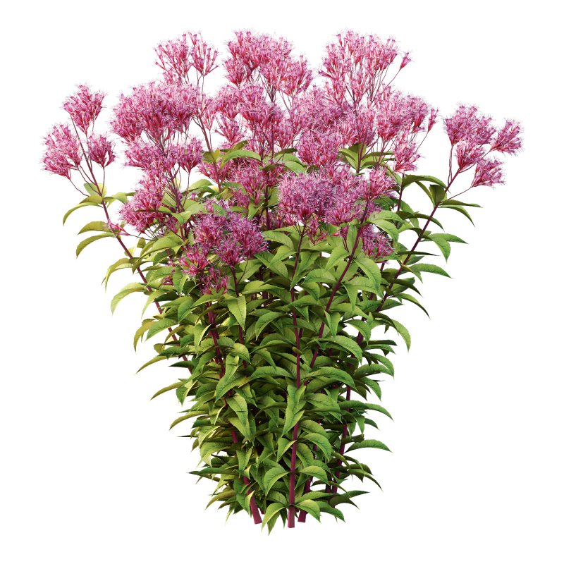 Eupatorium Purpureum Plant 01 - Image 3