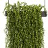 Hanging plant - Thumbnail 3