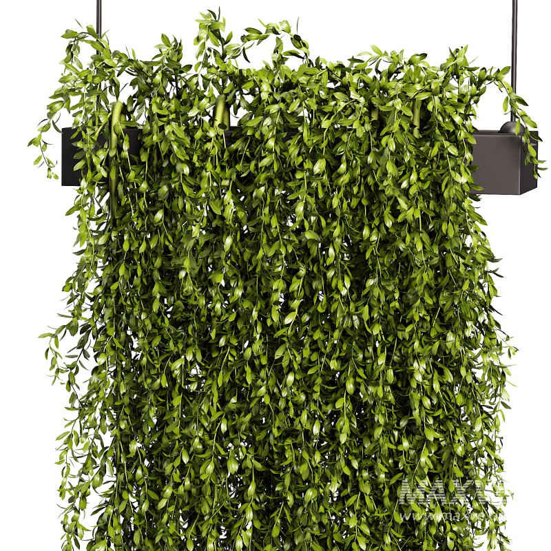 Hanging plant - Image 3