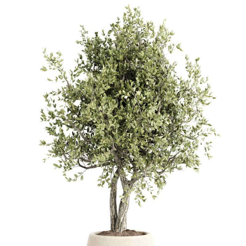 Indoor plants set161 - Image 4