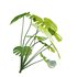 Monstera deliciosa - Thumbnail 5
