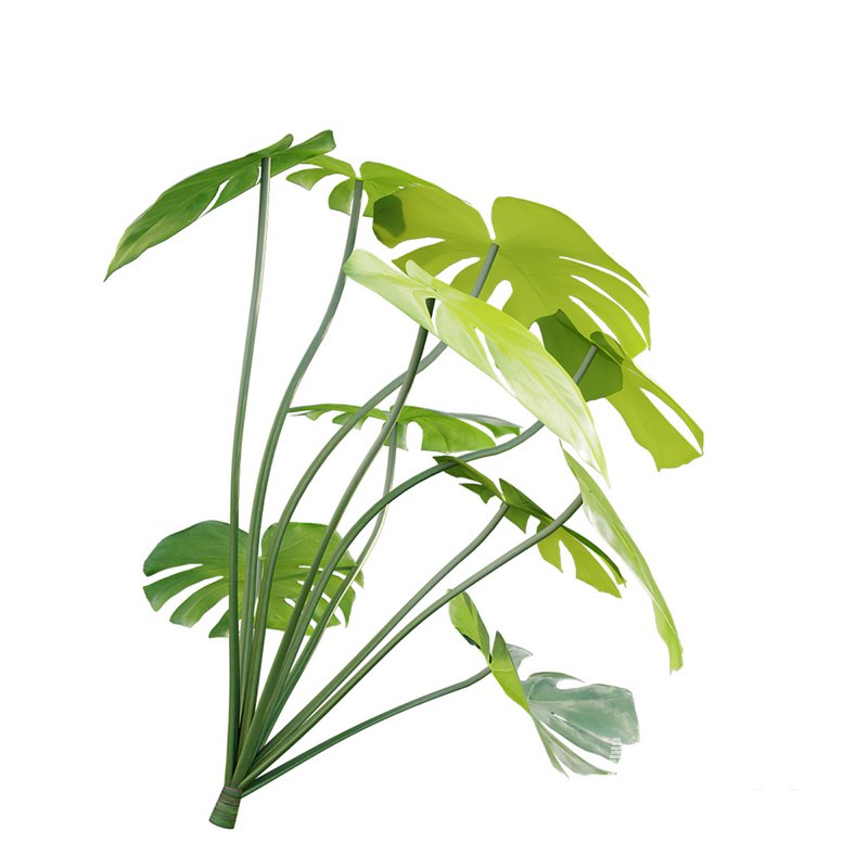 Monstera deliciosa - Image 5