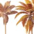 AV Cocos Nucifera Windy and Roystonea Regia palm trees - Thumbnail 10