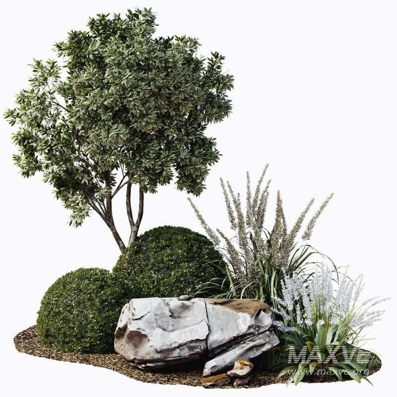 Outdoor Plant 38 - Image 4