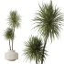 AV Indoor plants set 172 Mission Arbequina Olive and Ravenala Banana Strelitzia and Spineless Yucca Aloifolia Rostrata - Thumbnail 1