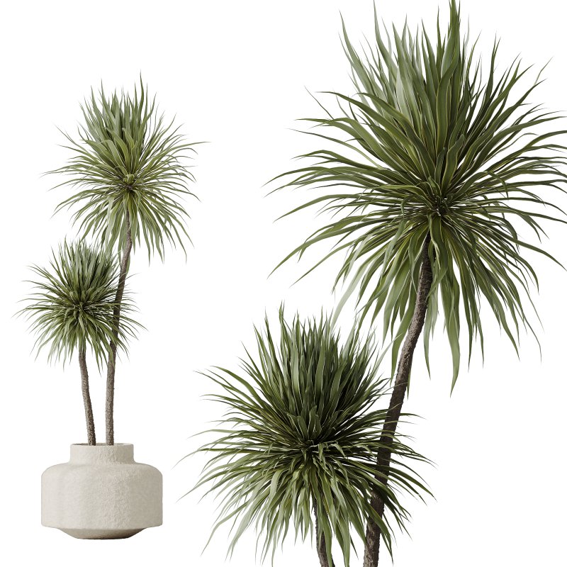 AV Indoor plants set 172 Mission Arbequina Olive and Ravenala Banana Strelitzia and Spineless Yucca Aloifolia Rostrata - Image 1
