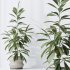 AV Indoor plants set 173 Mission Leccino Arbequina and Ficus Robusta Abidjan and Ficus African Fig - Thumbnail 5