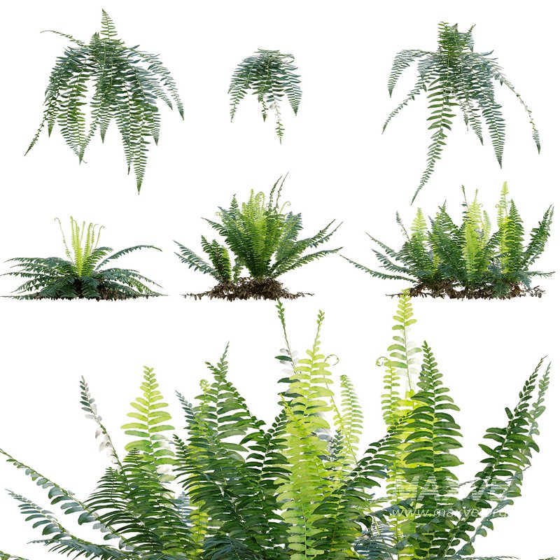 Microlepia strigosa ¨C Fern - Image 1