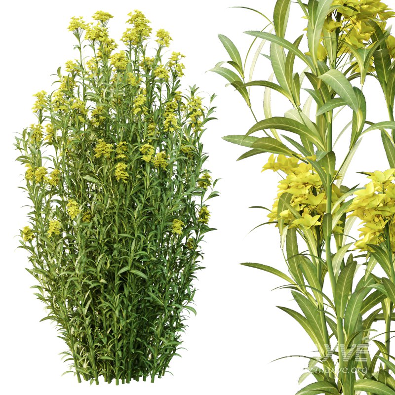 Euphorbia palustris Plant 03 - Image 3