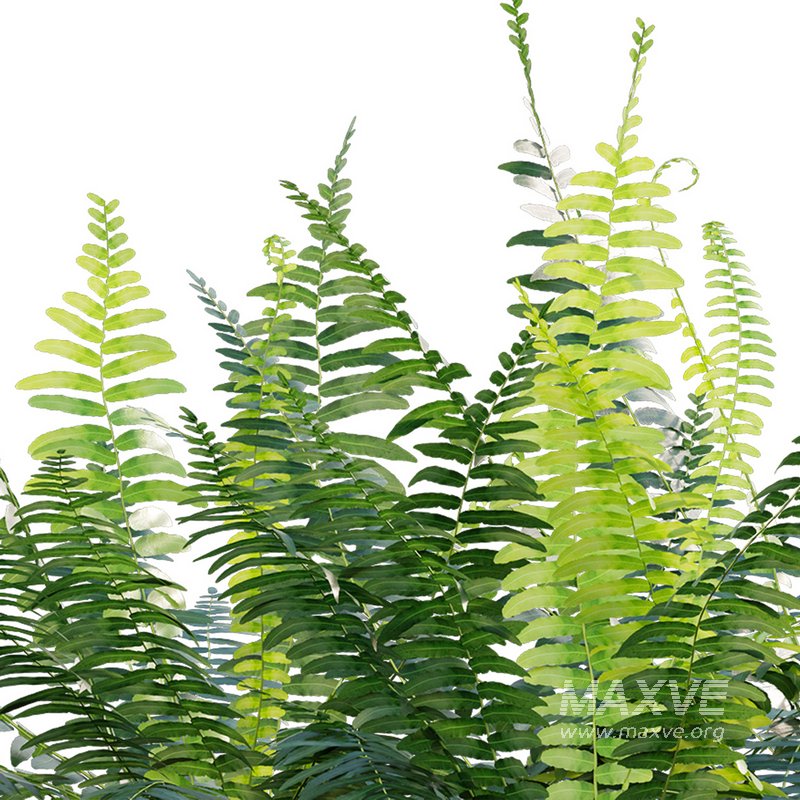 Microlepia strigosa ¨C Fern - Image 2