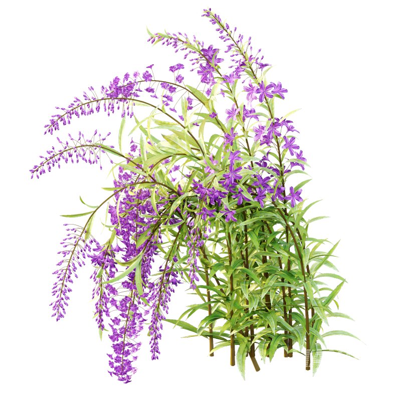 epilobium angustifolium Plant 01 - Image 4