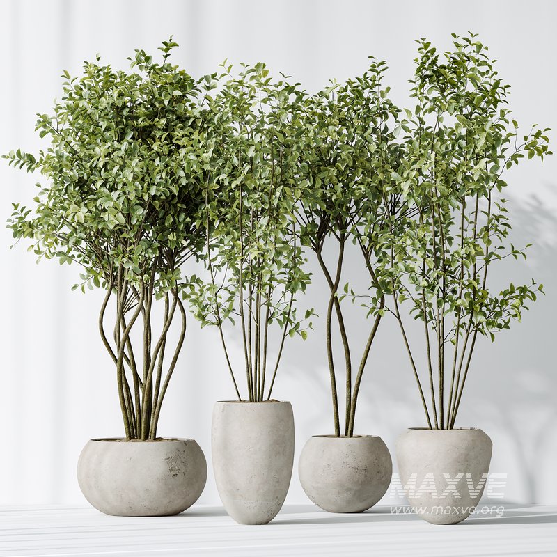 AV Indoor plants set 156 Beech Olea Europaea Olive Eucalyptu Joyplants Mini Fig - Image 3