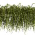 Green succulent leaves hanging vines - Thumbnail 3