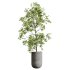 AV Indoor plants set 176 Ficus Cyathistipula and Benjamina African Fig and Mission Leccino Arbequina Olive - Thumbnail 2