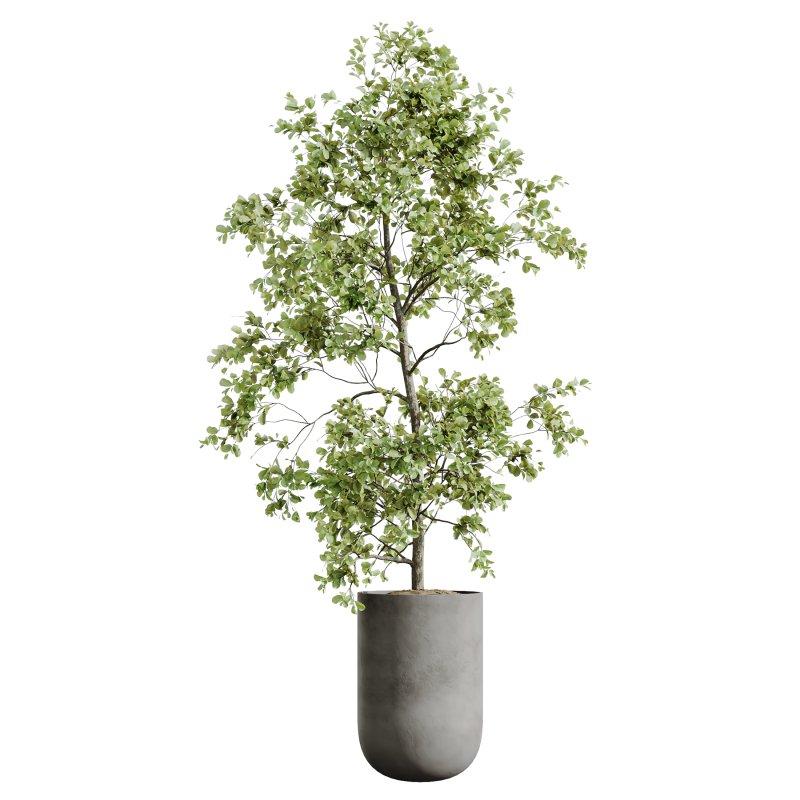 AV Indoor plants set 176 Ficus Cyathistipula and Benjamina African Fig and Mission Leccino Arbequina Olive - Image 2