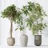 AV Indoor plants set 176 Ficus Cyathistipula and Benjamina African Fig and Mission Leccino Arbequina Olive - Thumbnail 5