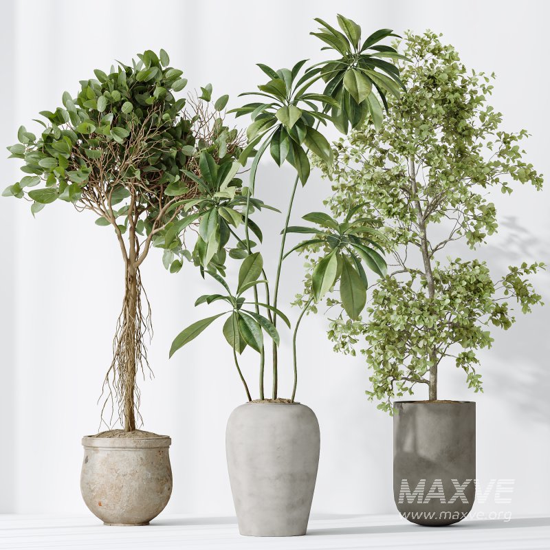 AV Indoor plants set 176 Ficus Cyathistipula and Benjamina African Fig and Mission Leccino Arbequina Olive - Image 5