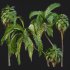 AV Queen Palm Trees Syagrus Romanzoffiana and Mexican Fan Palm Washingtonia Robusta trees - Thumbnail 6