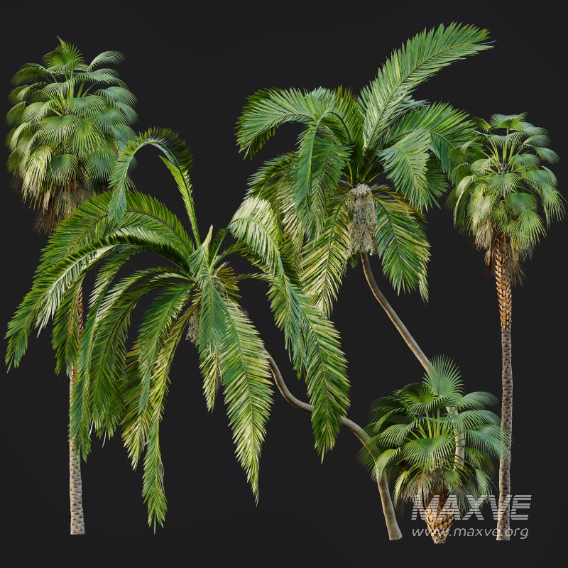 AV Queen Palm Trees Syagrus Romanzoffiana and Mexican Fan Palm Washingtonia Robusta trees - Image 6