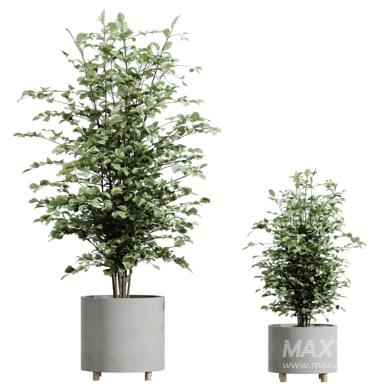 AV HousePlants Alnus Glutinosa Alder Betulaceae Schwarzerle Betulus Hazel Erle Set02 - Image 2