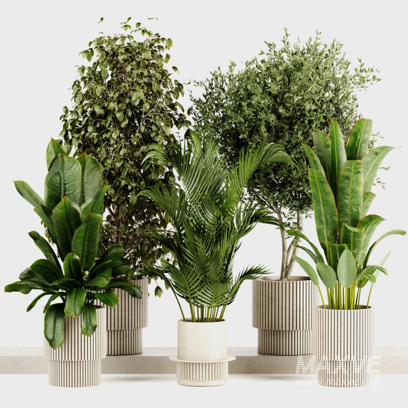 Indoor Plants set 166 - Image 2