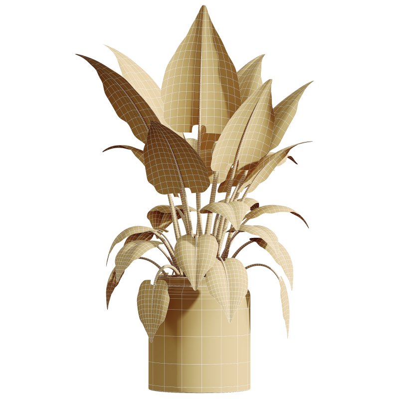 AV HousePlants Alocasia Elefantenohr Wentii - Image 3