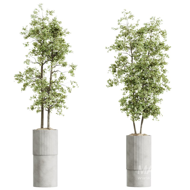 AV HousePlants Mission Kalamata Leccino Arbequina Wilsonii Chemlali Olive Set06 - Image 1