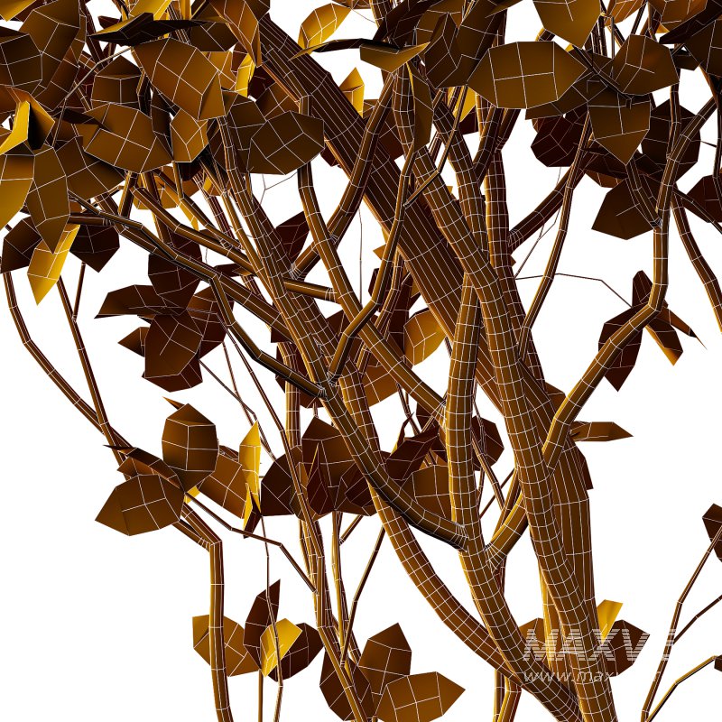 Fraxinus Rhynchophylla Tree 02 - Image 4