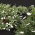 AV 5different bush Cistus Albidus Zistrose Flower White and Coronilla Valentina Glauca - Thumbnail 10
