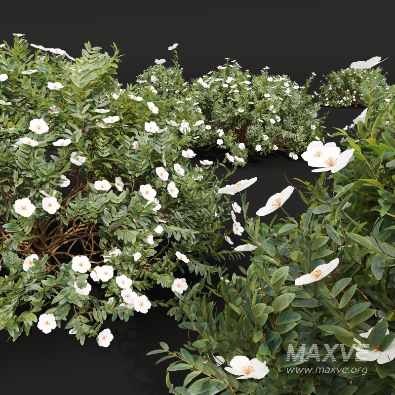 AV 5different bush Cistus Albidus Zistrose Flower White and Coronilla Valentina Glauca - Image 10