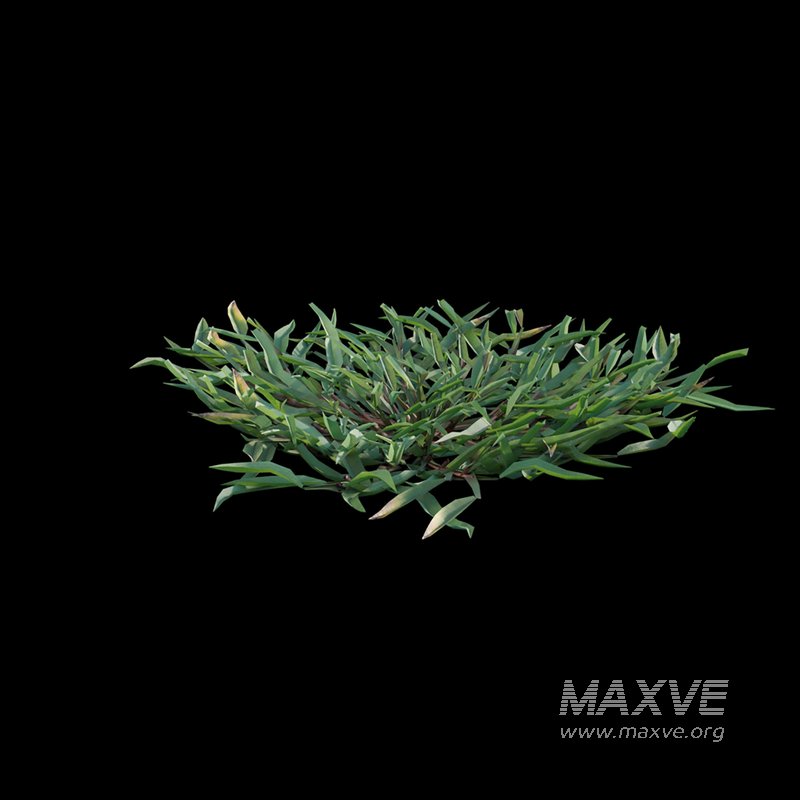 Eremochloa ophiuroides – cut 01 - Image 4