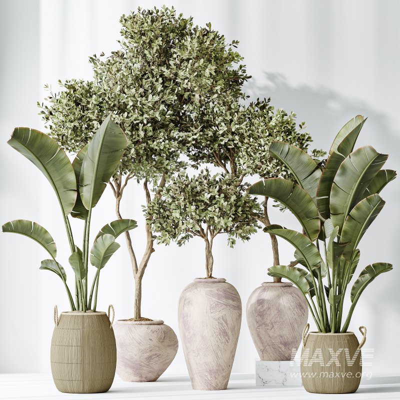 AV Indoor plants set 163 Mission Olive Tree and Ravenala Banana Strelitzia Nicolai Bird Of Paradise - Image 4