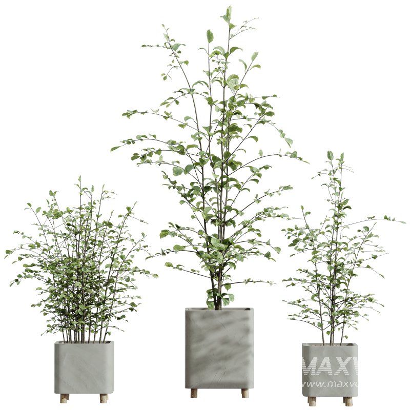 AV HousePlants Alnus Glutinosa Alder Betulaceae Schwarzerle Betulus Hazel Erle Set01 - Image 2