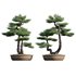Pine bonsai 02 - Thumbnail 1
