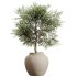 AV HousePlants Olive Elegant Mission Kalamata Leccino Arbequina Wilsonii Set02 - Thumbnail 1