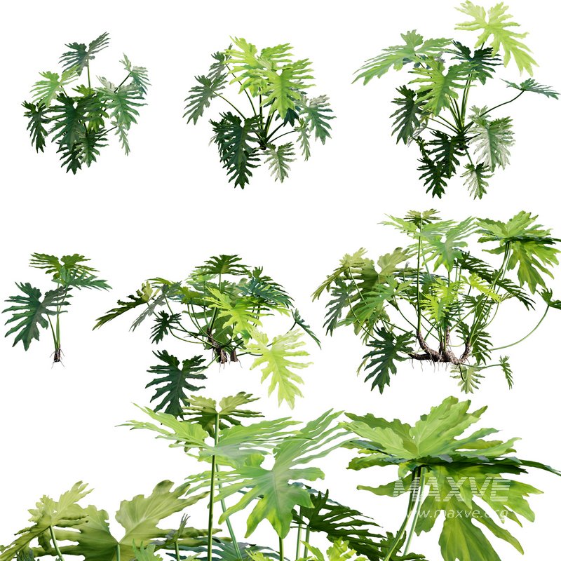 Philodendron bipinnatifidum ¨C Philodendron selloum Split - Image 1