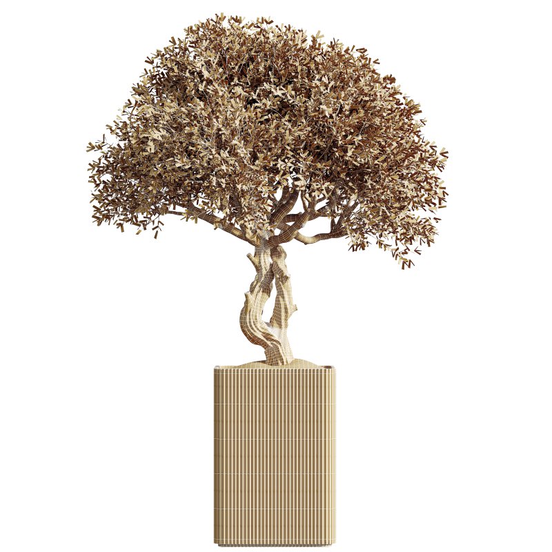 AV HousePlants Mission Kalamata Leccino Arbequina Wilsonii Chemlali Olive Set05 - Image 3