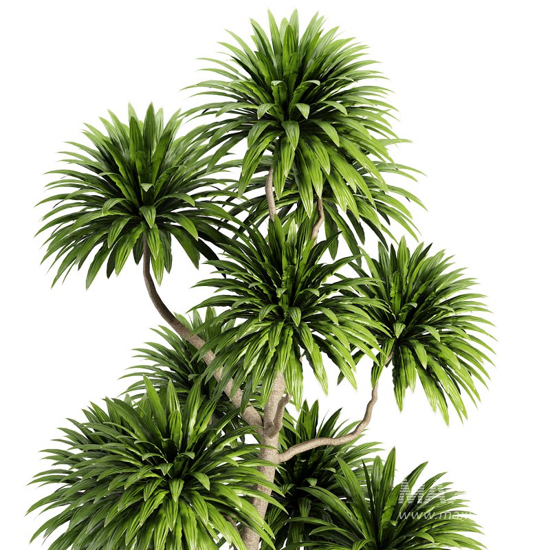 Indoor plent_06 - Image 4