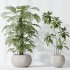 AV Indoor plants set 166 Beech Olea Europaea Olive Eucalyptu and Elegant Monstera Deliciosa and Ficus Cyathistipula - Thumbnail 7