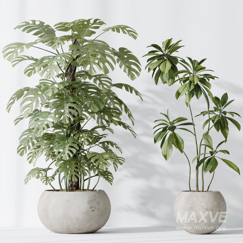 AV Indoor plants set 166 Beech Olea Europaea Olive Eucalyptu and Elegant Monstera Deliciosa and Ficus Cyathistipula - Image 7