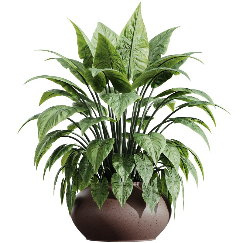 AV HousePlants Alocasia - Image 2
