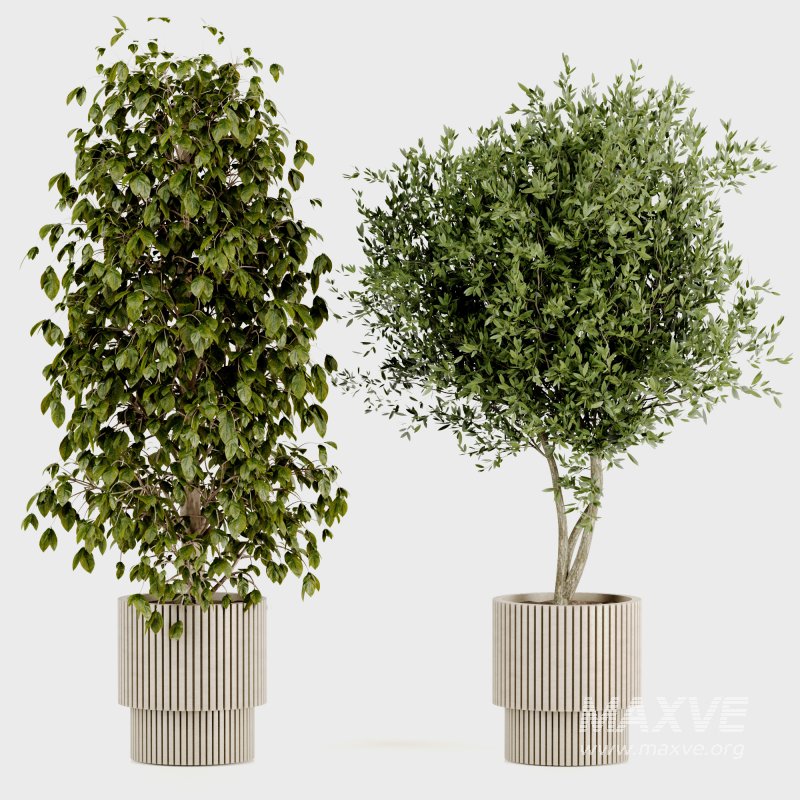 Indoor Plants set 166 - Image 4